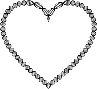 A-dna Nucleic Acid Double Helix Genetics Heart - Biologia La Ciencia Del Amor (369x340)