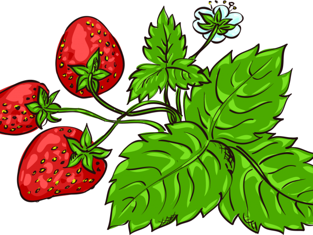 Lime Clipart Strawberry - Strawberry (640x480)