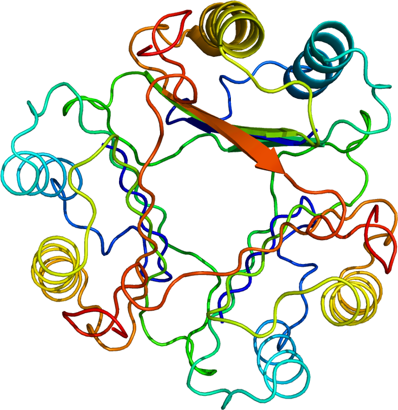 Mif Enzyme - Macrophage Migration Inhibitory Factor (835x858)
