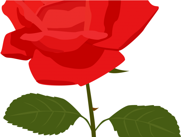 Rose Tattoo Clipart Rose Clip Art - Rose Clipart No Background (640x480)