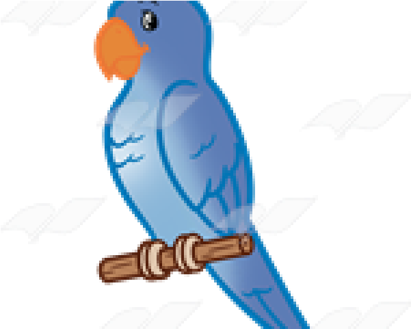 Parakeet Clipart Blue Parakeet - Parakeet (640x480)