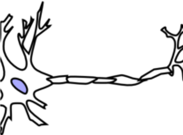 Neuron Clipart Part - Neuron Clipart (640x480)