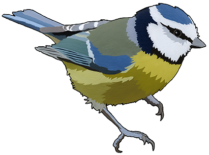 Blue Tit - Primary School (411x305)