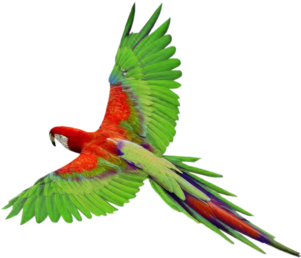 Parrot In Flight Png Clipartu200b Gallery Yopriceville - Parrot Flying Png (1022x868)