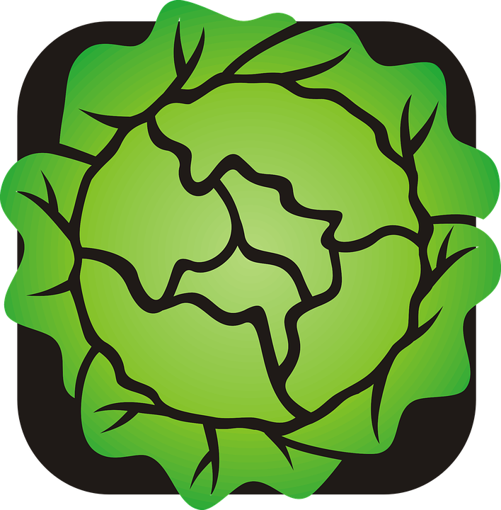 Lettuce Clipart - Lettuce Cartoon Clipart (708x720)