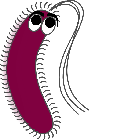 Gram Positive Clip Art At Clker - Gram Negative Bacteria Png (594x599)