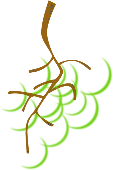 Nice Green Grapes Clip Art - Grape Stem Clip Art (420x596)