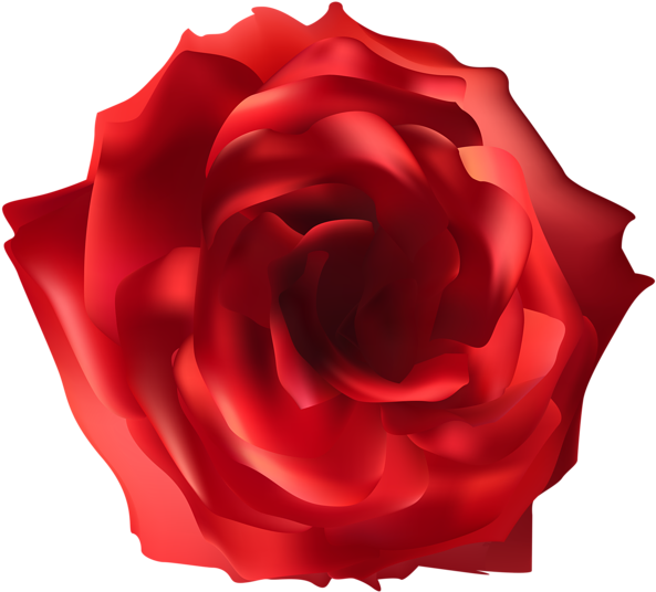 Red Rose Png Clip Art Image - Floribunda (600x543)