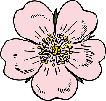 Apple Blossom Flower Rose Plant Wild Summe - Wild Rose Clip Art (358x340)