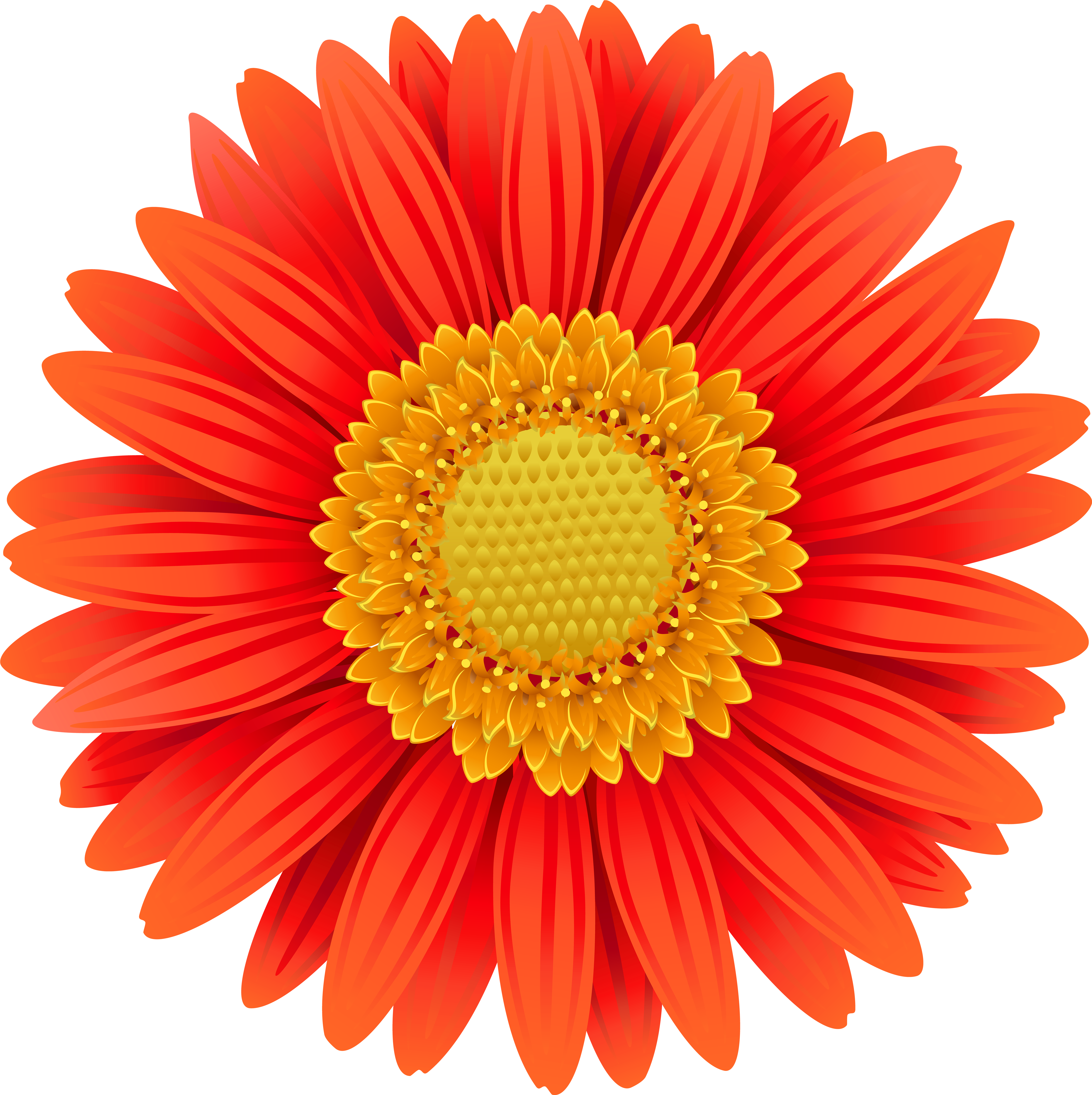 Orange Gerbera Transparent Clip Art Png Image - Study Island Blue Ribbon (5984x6000)