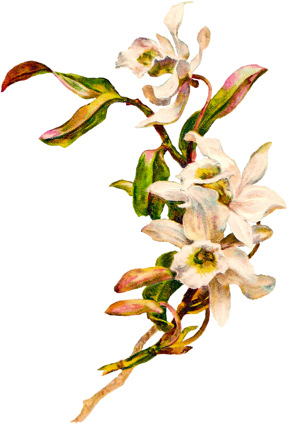 Clipart Free Download Victorian Silhouette Orchid Image - Art Nouveau Flowers Png (975x1432)