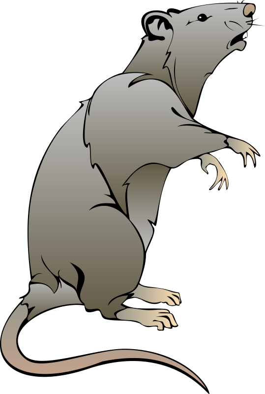 Like Or Share Maus M&228use Ratte Ratten Clipart Kostenlos - Transparent Cartoon Rat (539x800)