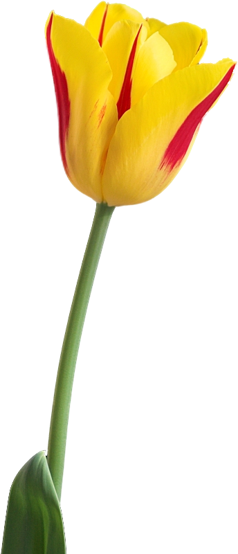 Tulip Png Images Free Download - Yellow Tulip Flower Png (600x900)