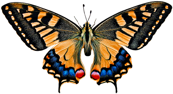 Natur, Tiere, Schmetterling, Insekt - Animals See The World (575x340)