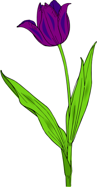 Purple Tulip Clipart (312x597)