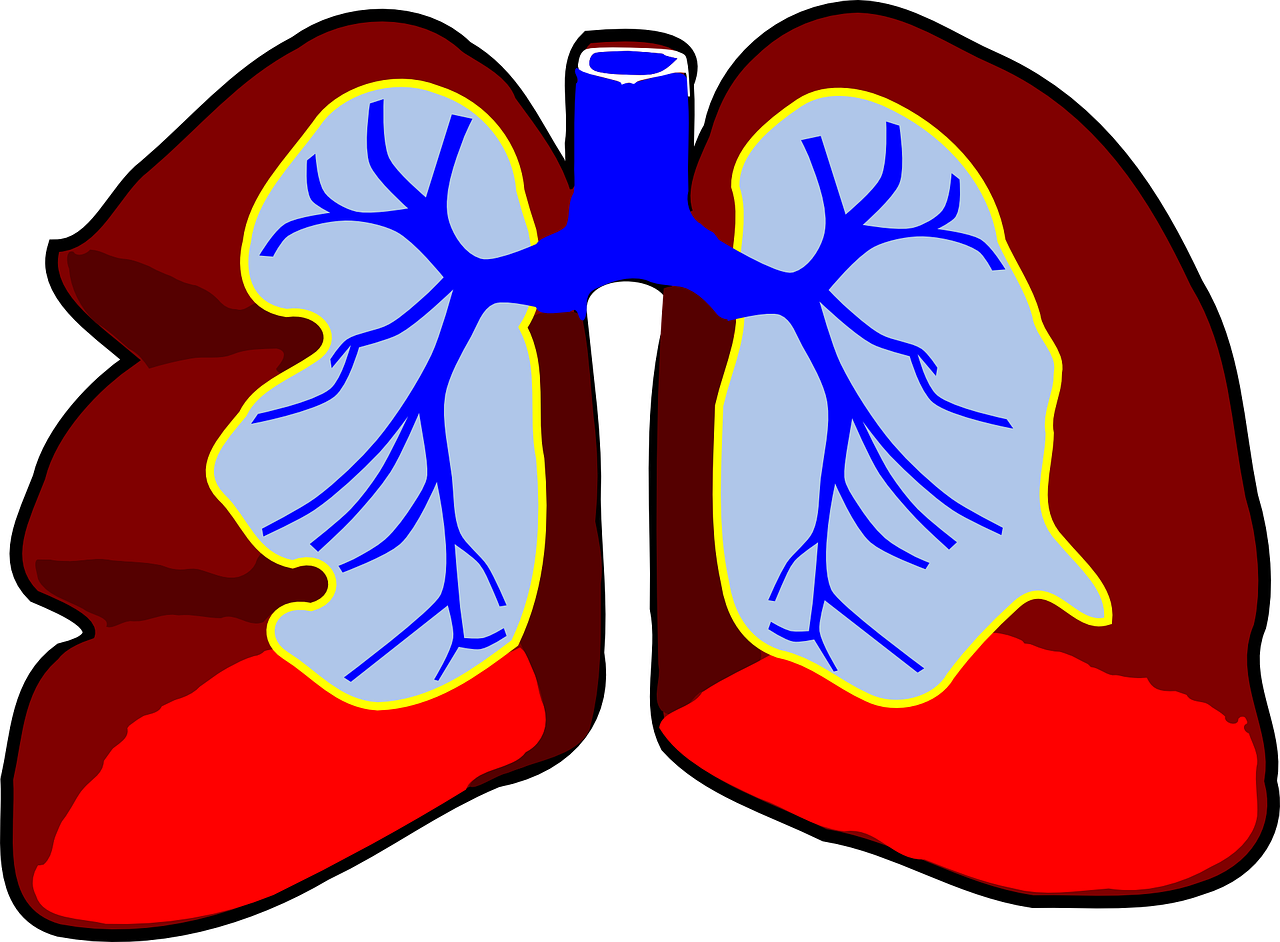 Lungs-296392 - Es Organo En Biologia (1280x942)