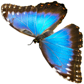 Natur, Tiere, Schmetterling, Insekt - Blue Morpho Butterfly (438x340)