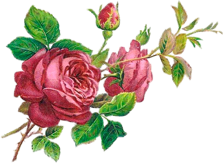 Розы - Decoupage (745x545)