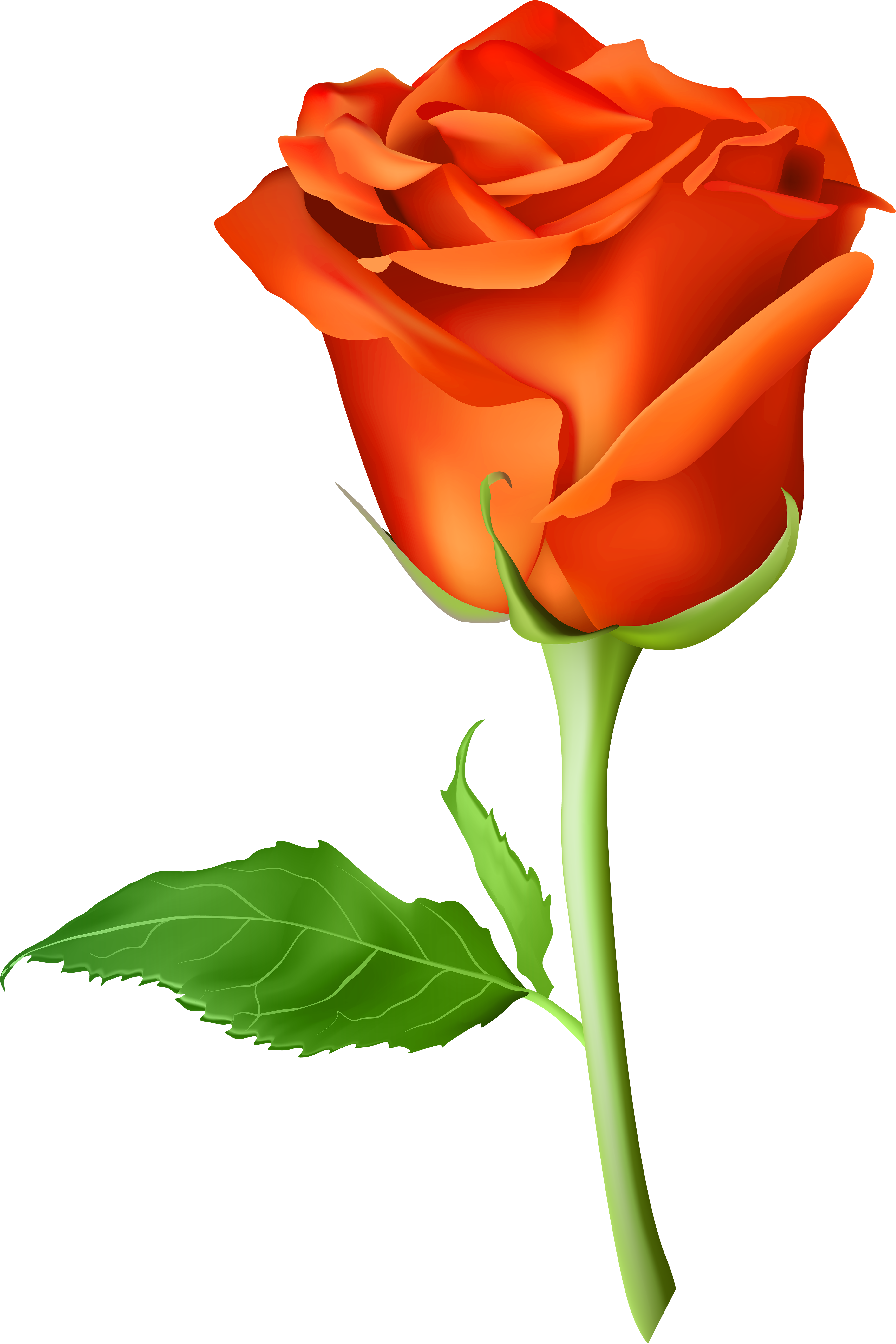 Rose Orange Transparent Png Clip Art Image - Rose Orange Png (4724x7000)