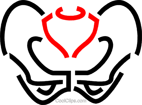Pelvis Bone Royalty Free Vector Clip Art Illustration - Illustration (480x357)