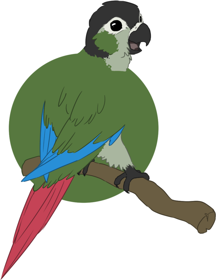 Clipart Library Download Birb Drawing Conure - Macaw (812x984)