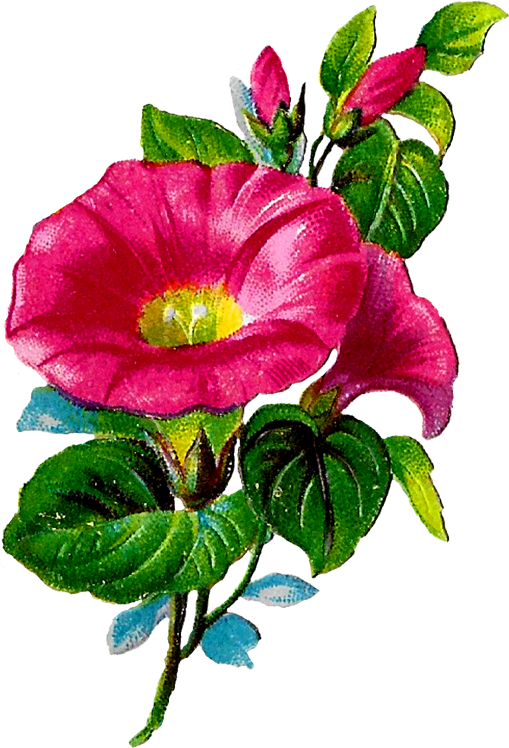 Botanical Art Digital Floral Crafting Clipart Royalty - Morning Glory Clipart (1116x1600)