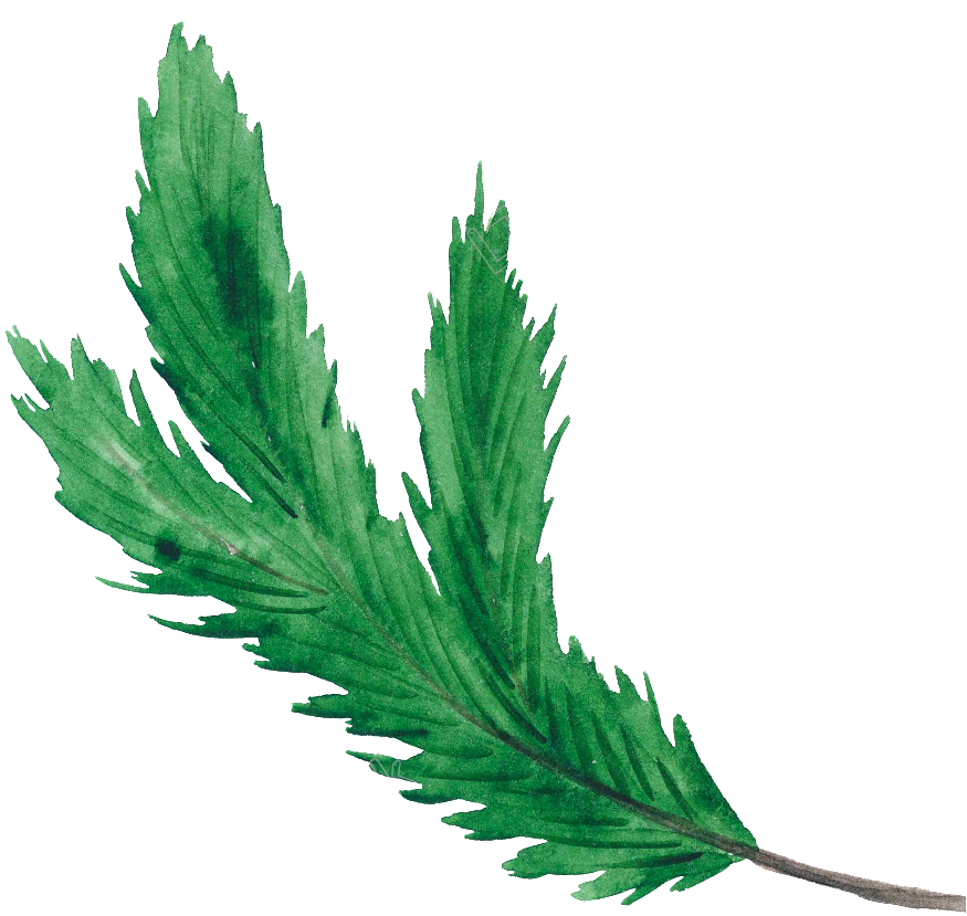New Year Clip Art Pine Leaves - Transparent Christmas Green Png (1024x1024)