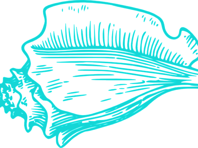 Teal Clipart Seashell - Clip Art Conch Shell (640x480)