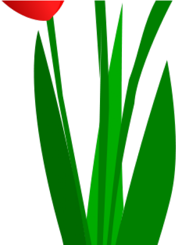 Tulip Clipart Tulip Bouquet - Tulip (640x480)