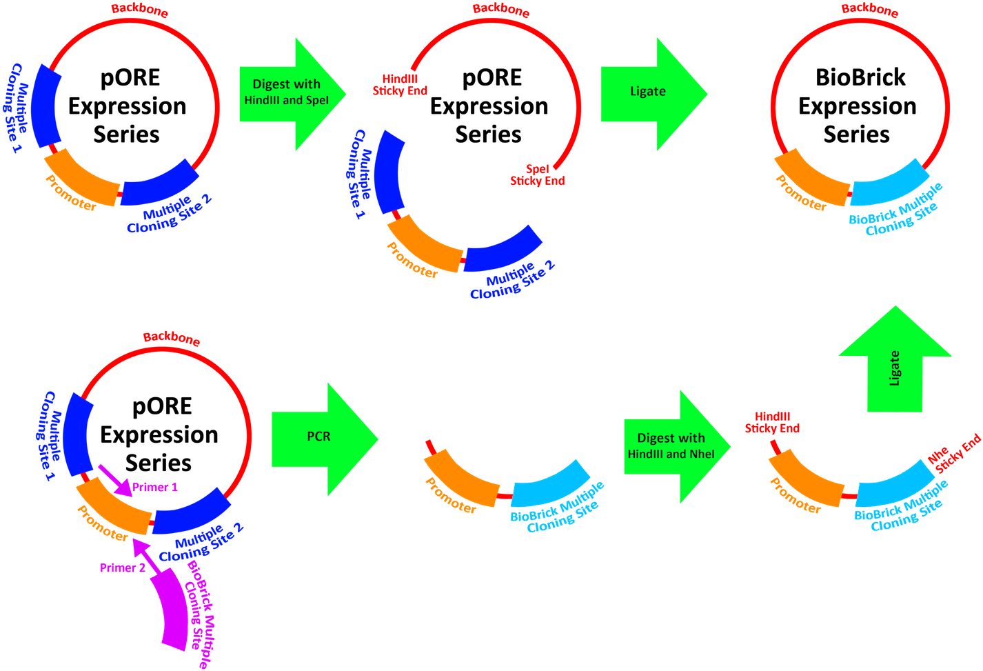 Team Harvard Vectors Igem - Diagram (1500x1046)