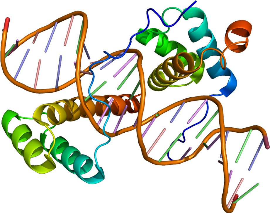 Meis 1 Protein Structure (970x778)