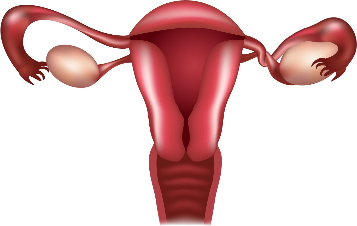 An Ovarian Torsion Is Considered A Medical Emergency - Process Estrogen And Progesterone (1495x1041)