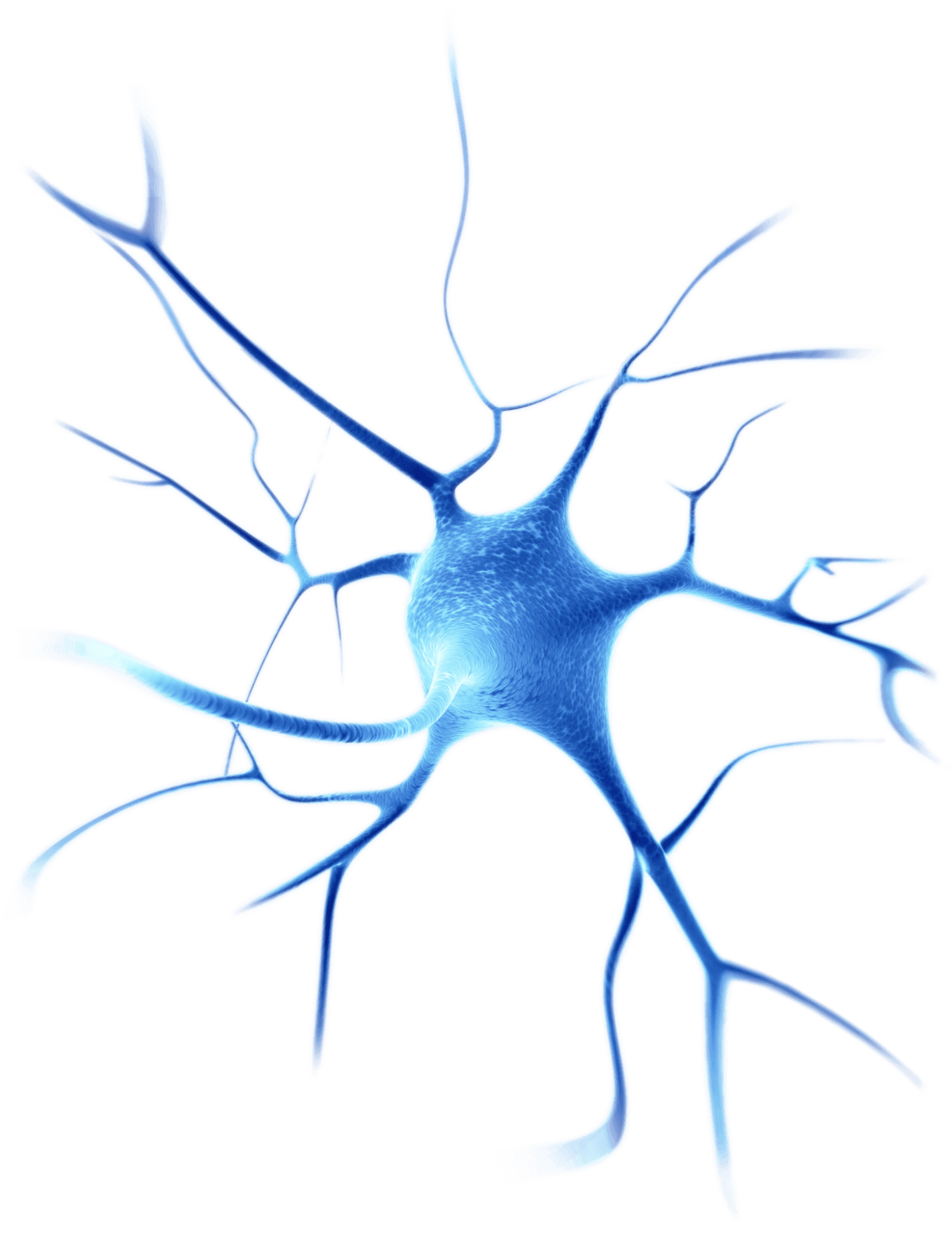 Neuron - Neuroscience Png (1501x1960)