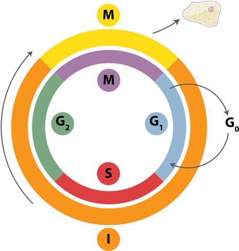 Cell Cycle Png (482x502)