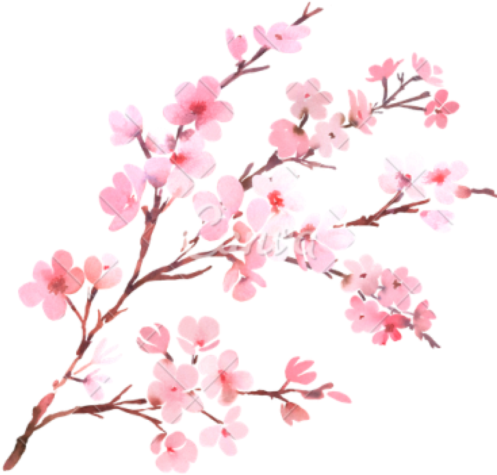 Clipart Png Download Cherry Blossom Free Png Transparent - Transparent Background Cherry Blossom Png (1024x1024)
