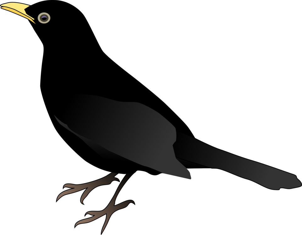 Clip Art Free Download Common Download Drawing Red - Blackbird Clipart (961x750)