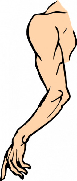 Cartoon Arms Legs Vector Png - Arm Clip Art - (250x587) Png Clipart Download