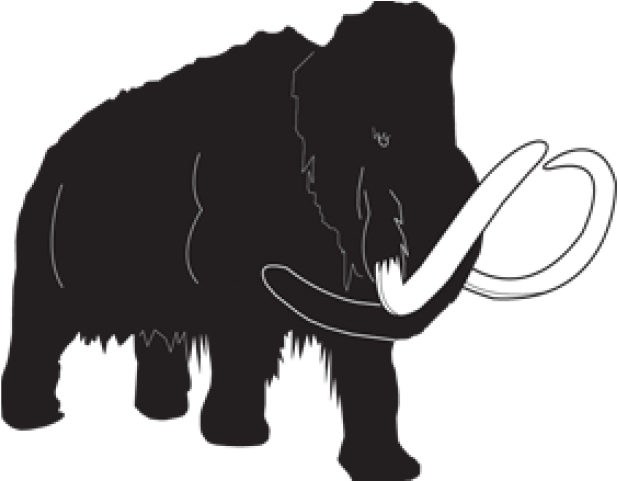 Original - Indian Elephant (640x480)