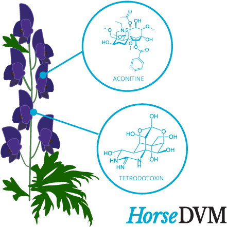 Clip Wolfsbane Drawing Plant - Monkshood Parts (521x474)
