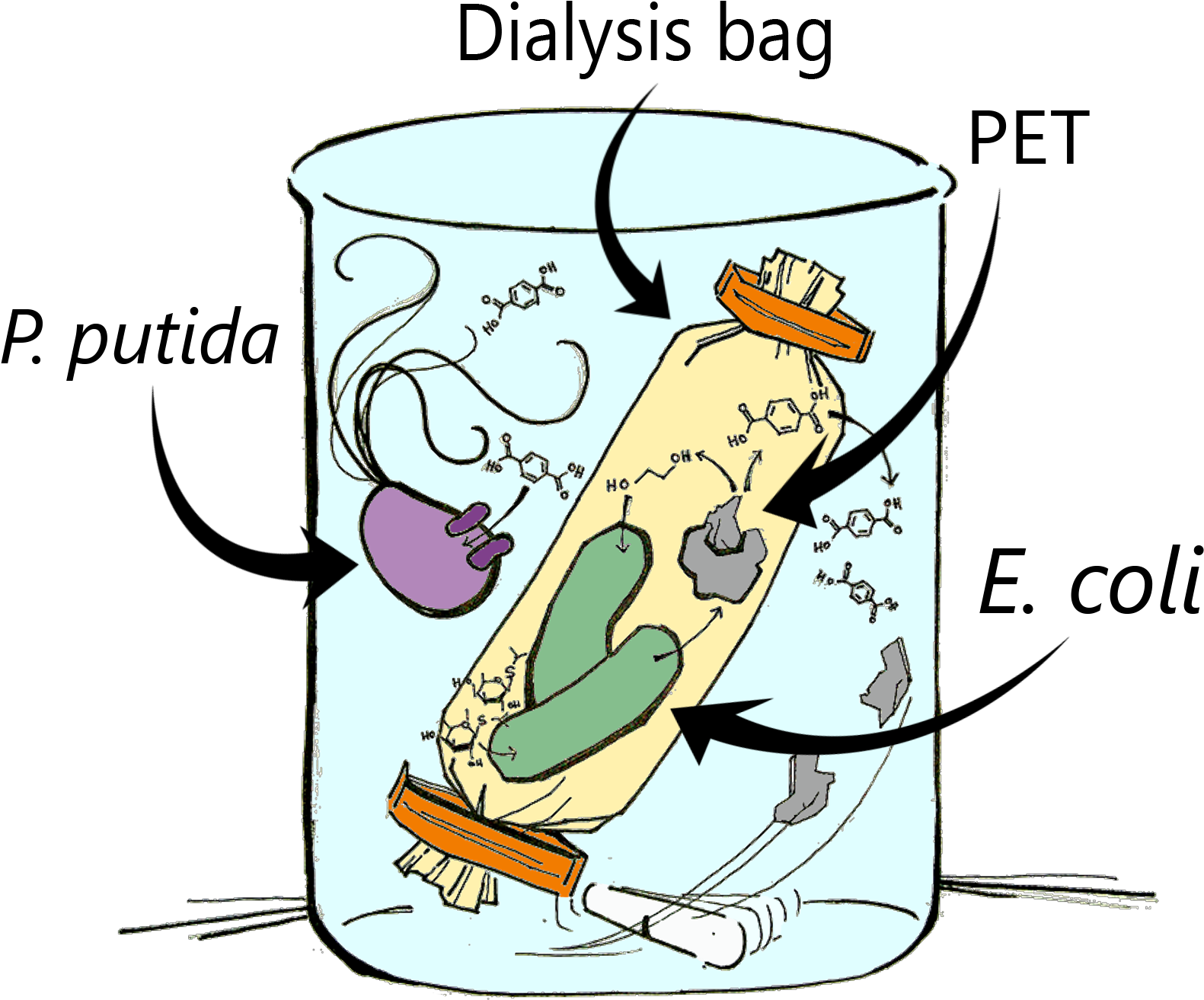 Shredded Pet Was Added To The Dialysis Bag And A Magnetic - Cartoon (1741x1546)