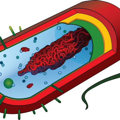 Zoom Down In Any Area In Your Home, And You Will Find - Prokaryotic Cell Diagram (410x410)