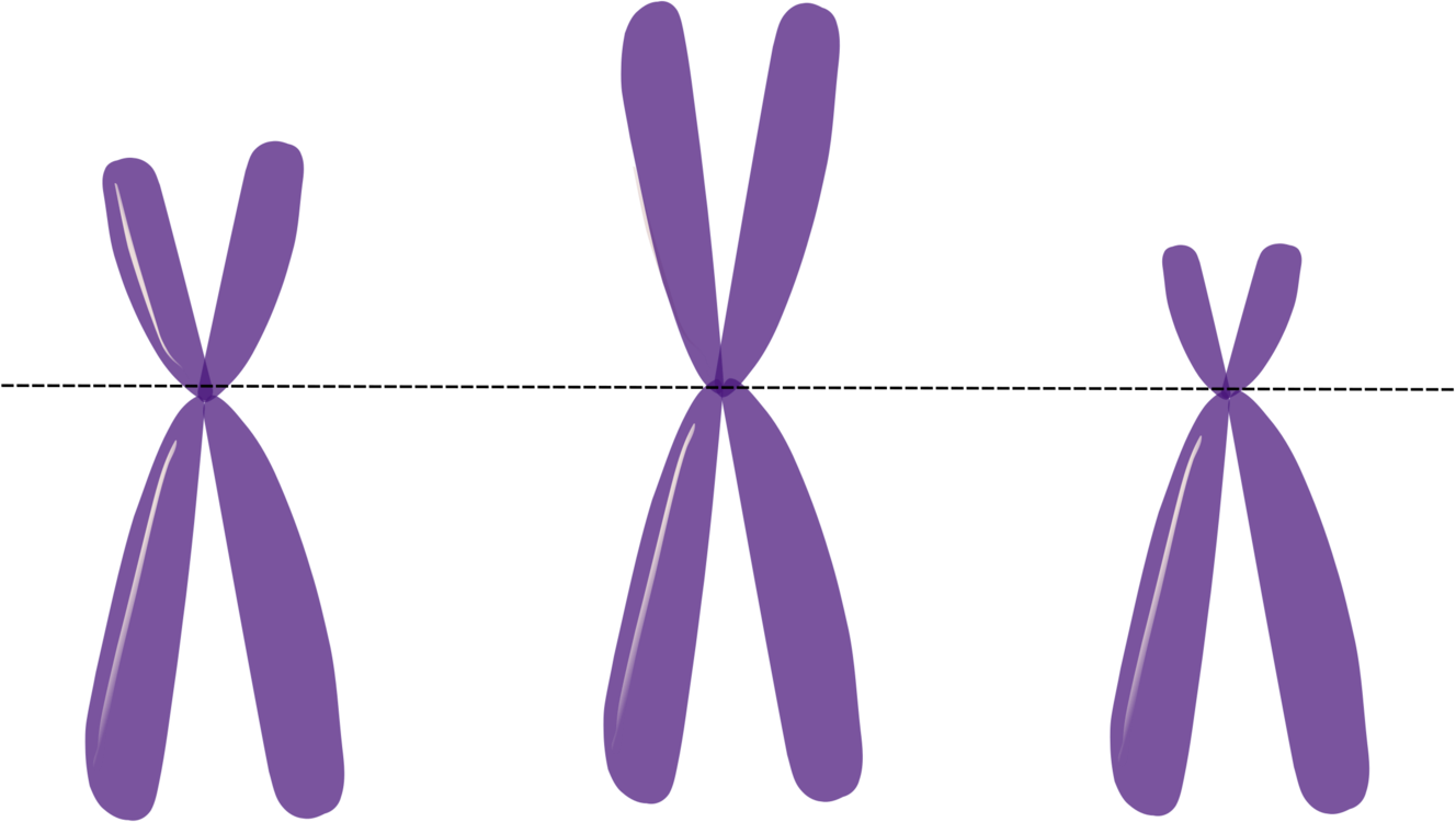Chromosome Genetics Heredity Dna - Rett Syndrome Clip Art (1328x750)