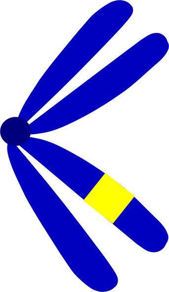 Chromosome Clipart (342x592)