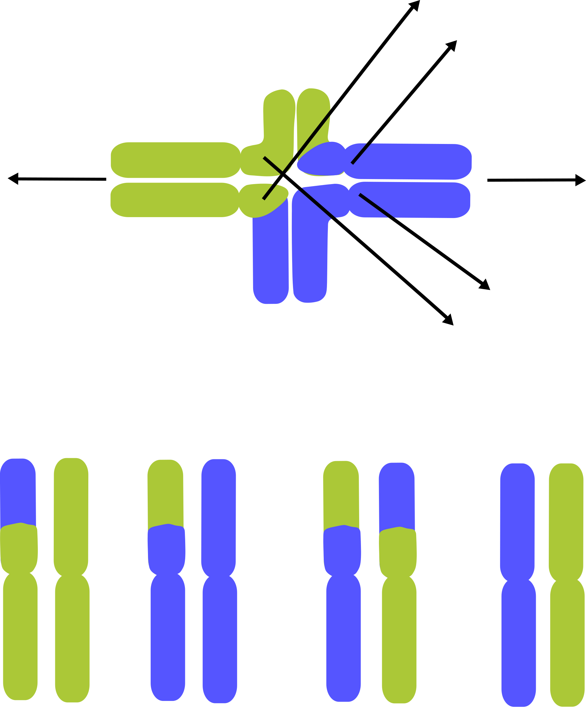 Chromosome Dna Lactic Acid Computer Icons Chromosomal - Chromosome (1984x2400)