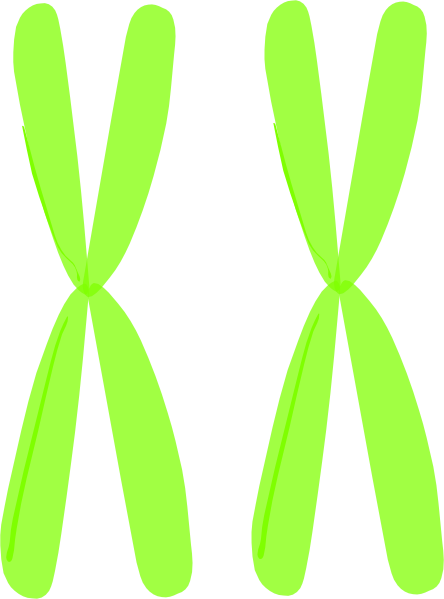 Homologous Chromosomes Clipart.