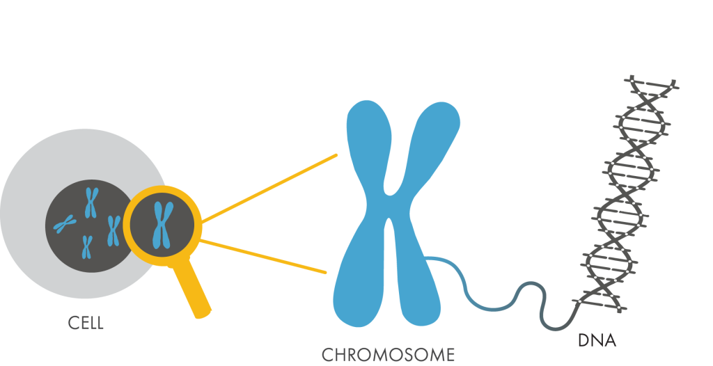 Clip Art Freeuse Library Genetics Recombine Handbook - Transparent Chromosome Png (1024x526)