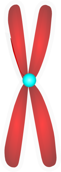 Chromosome Clip Art At Clkercom Vector Online - Clip Art (210x586)