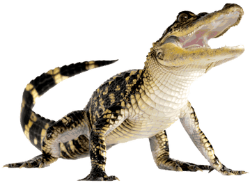 Graphic Freeuse Library Walking Transparent Png Stickpng - Baby Crocodile Png (400x400)