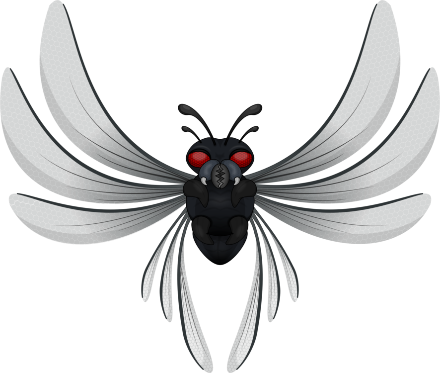 All Photo Png Clipart - House Fly (886x750)