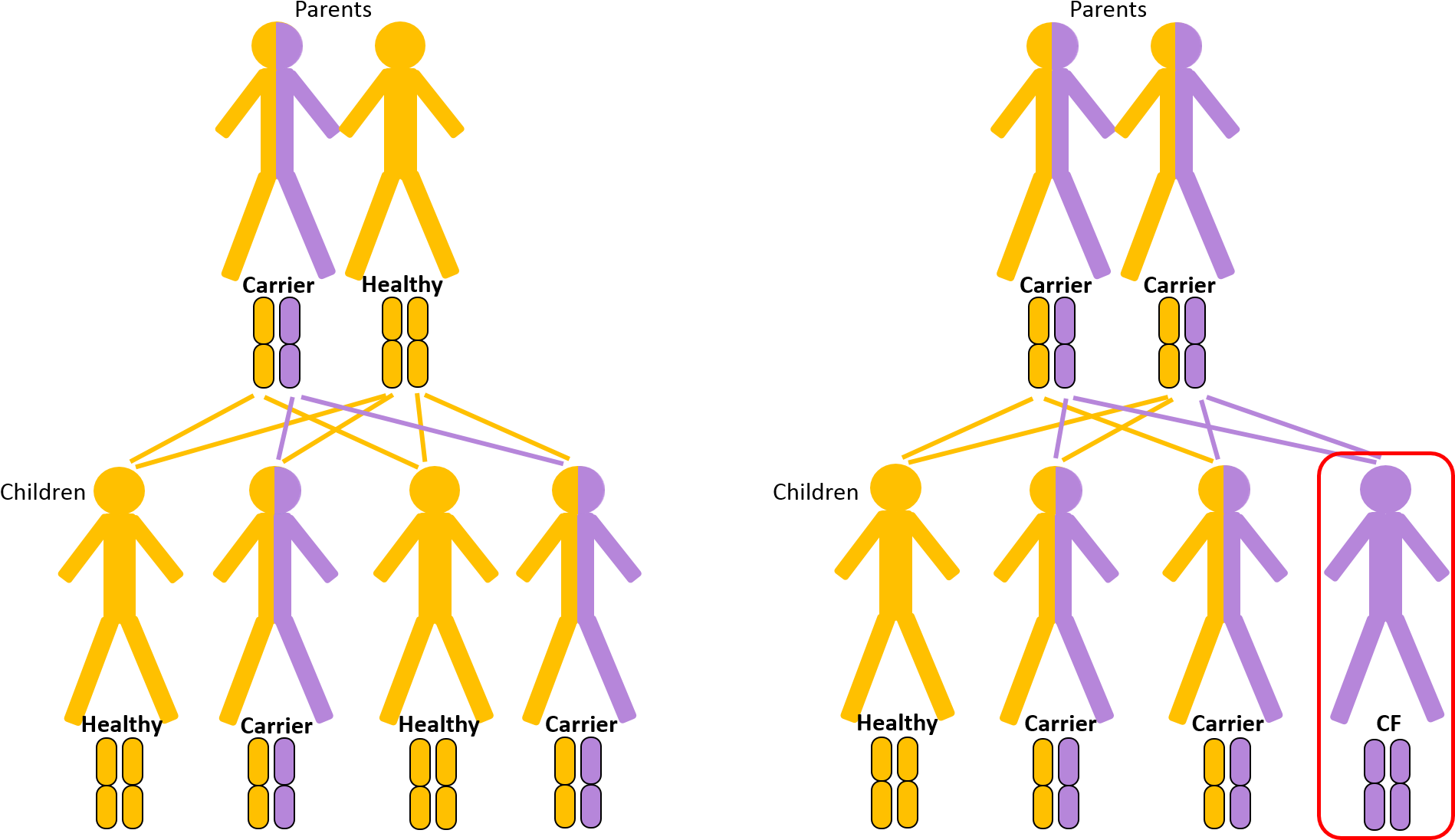 A Defect Cftr Gene Results In Absent Or Faulty Cftr, - A Defect Cftr Gene Results In Absent Or Faulty Cftr, (1919x1115)